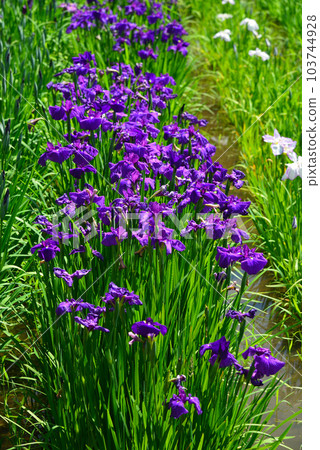 Rainy season flower-Japanese iris 103744928