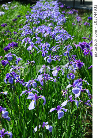 梅雨花-花菖蒲 梅雨花-花菖蒲 103744932