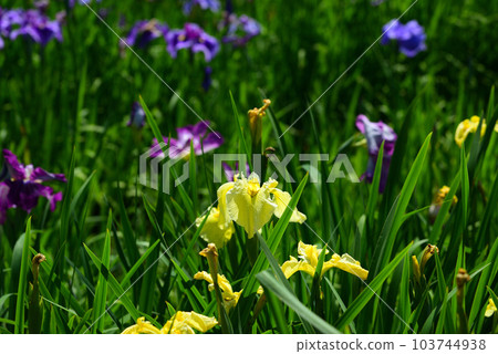 Rainy season flower-Japanese iris Rainy season flower-Japanese iris 103744938