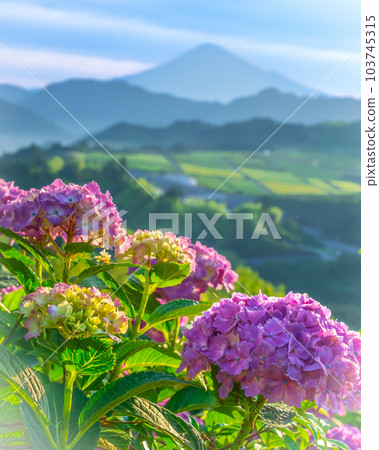 雨季盛開的繡球花和富士山 雨季盛開的繡球花和富士山 103745315