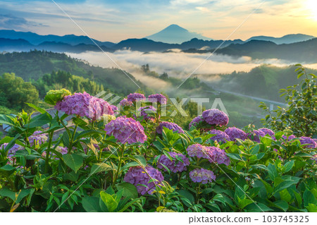 朝陽下的雲海繡球花和富士山 103745325
