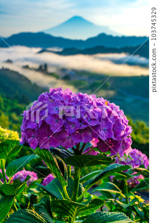 Hydrangea, sea of clouds after rain, and Mt. Fuji 103745329