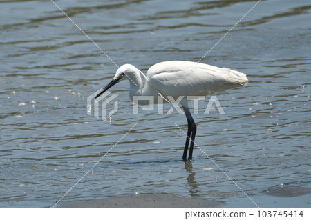 Little Egret on the tidal flats in spring Little Egret on the tidal flats in spring 103745414
