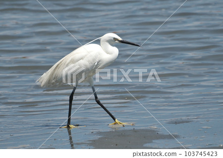 Little Egret on the tidal flats in spring Little Egret on the tidal flats in spring 103745423