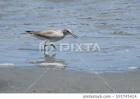 Red-shanked sandpiper searching for prey in tidal flats Red-shanked sandpiper searching for prey in tidal flats 103745424