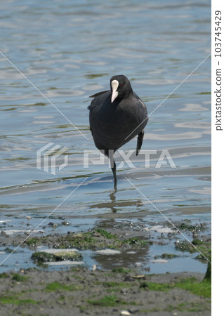 A coot standing on one leg on a tidal flat in spring A coot standing on one leg on a tidal flat in spring 103745429