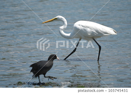 A great egret passing by a coot A great egret passing by a coot 103745431