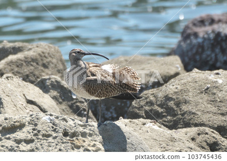 Curlews standing by the seaside in spring Curlews standing by the seaside in spring 103745436