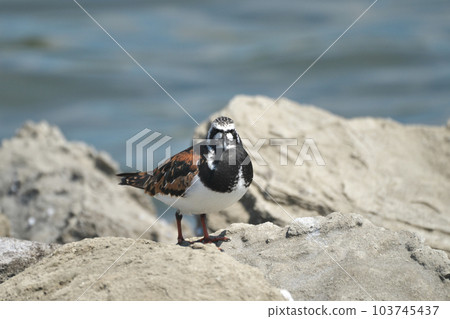 Rhinoceros sandpipers stand by the seaside in spring Rhinoceros sandpipers stand by the seaside in spring 103745437
