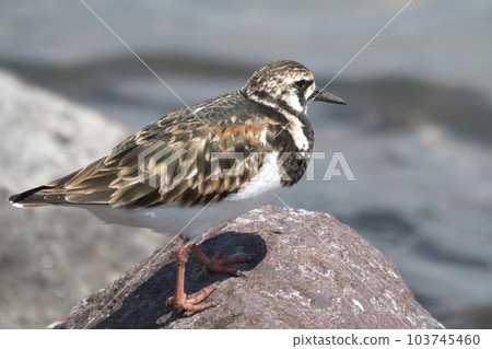 Rhinoceros sandpipers stand by the seaside in spring Rhinoceros sandpipers stand by the seaside in spring 103745460
