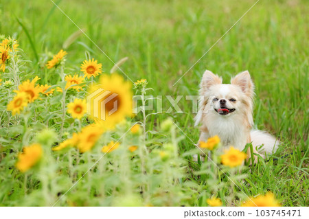 一隻狗在美麗的綠色向日葵田裡拍照 103745471