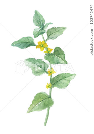 Tsuruna and vines painted in watercolor 103745474