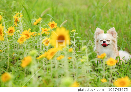 A dog taking a picture in a beautiful green sunflower field 103745475