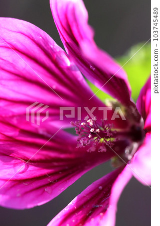 Flashy red-purple mallow flowers (using a macro lens, outdoor natural light, close-up photography) Flashy red-purple mallow flowers (using a macro lens, outdoor natural light, close-up photography) 103745489