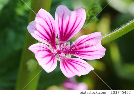 華麗的粉紅色漸變錦葵花(使用微距鏡頭,室外自然光,特寫攝影) 華麗的粉紅色漸變錦葵花(使用微距鏡頭,室外自然光,特寫攝影) 103745493