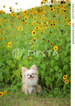 一隻被向日葵包圍的微笑狗 103745563
