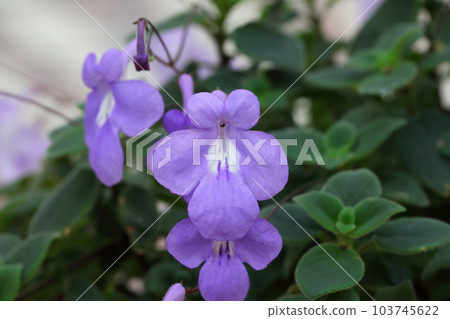 Streptocarpus saxorum flower Streptocarpus saxorum flower 103745622