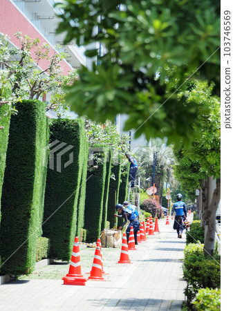 Selection of tall plants Selection of tall plants 103746569