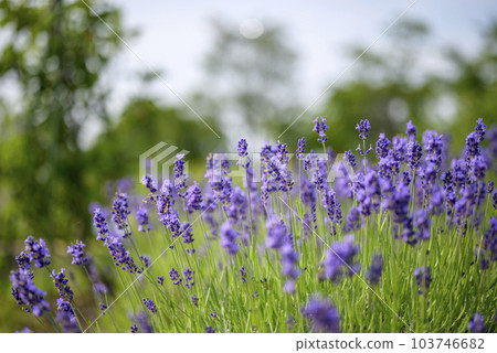 英國薰衣草花圖片 英國薰衣草花圖片 103746682