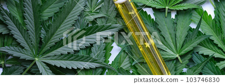 Test tube with marijuana extract lying on green cannabis leaves closeup Test tube with marijuana extract lying on green cannabis leaves closeup 103746830
