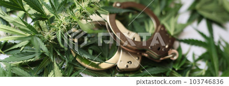 Handcuffs lying on green leaves of marijuana closeup 103746836