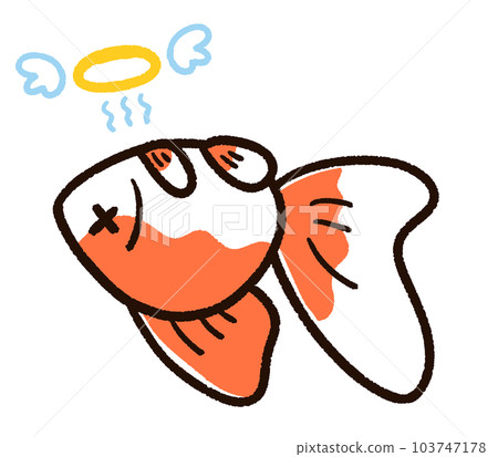 死金魚琉金 死金魚琉金 103747178