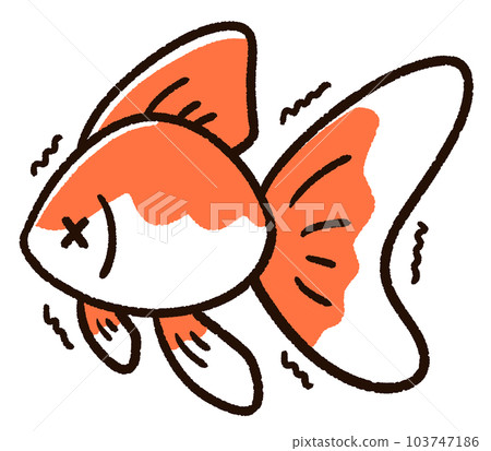 Weak goldfish Ryukin - Stock Illustration [103747186] - PIXTA