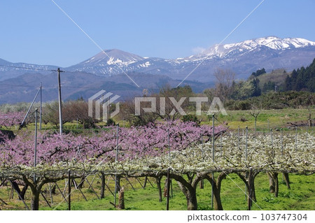 桃花梨花盛開一個桃花梨花開的山村 103747304