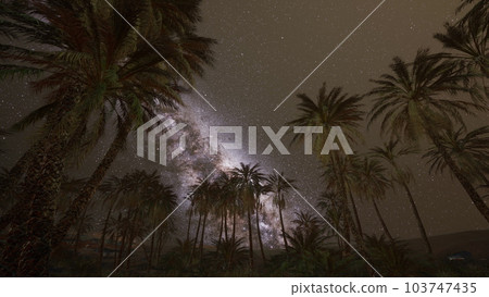 The Milky Way rises over plam trees 103747435