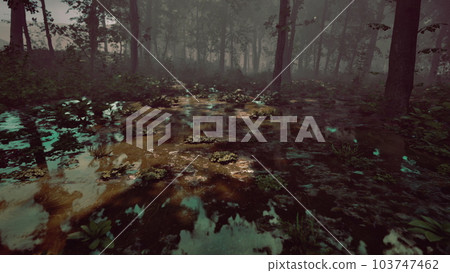 Fog and dawn of the sun in the swamp Fog and dawn of the sun in the swamp 103747462
