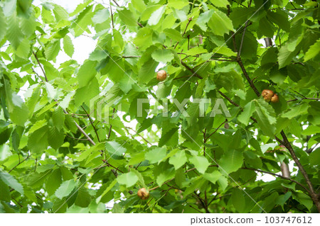 Gall wasp gall made of Quercus serrata Gall wasp gall made of Quercus serrata 103747612