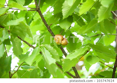 由鋸齒櫟製成的癭蜂癭 103747614