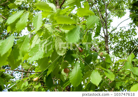 由鋸齒櫟製成的癭蜂癭 103747618