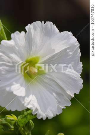 Hollyhock flowers with white shade blooming in sunlight (using a macro lens, outdoor natural light, close-up photo) Hollyhock flowers with white shade blooming in sunlight (using a macro lens, outdoor natural light, close-up photo) 103747836