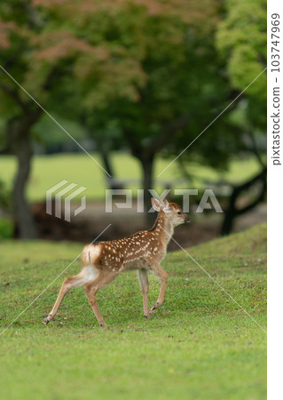 A fawn in Nara Park A fawn in Nara Park 103747969