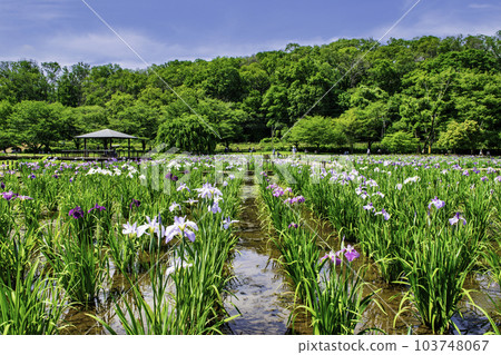 Higashimurayama Iris Festival, Kitayama Park Iris Garden, Higashimurayama City, Tokyo Higashimurayama Iris Festival, Kitayama Park Iris Garden, Higashimurayama City, Tokyo 103748067