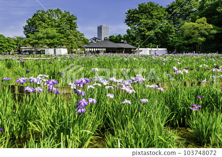 Higashimurayama Iris Festival, Kitayama Park Iris Garden, Higashimurayama City, Tokyo Higashimurayama Iris Festival, Kitayama Park Iris Garden, Higashimurayama City, Tokyo 103748072