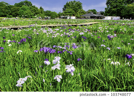 Higashimurayama Iris Festival, Kitayama Park Iris Garden, Higashimurayama City, Tokyo 103748077