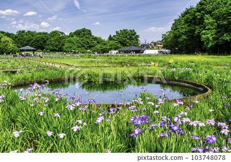 東京都東村山市北山公園菖蒲花園 東村山菖蒲節 東京都東村山市北山公園菖蒲花園 東村山菖蒲節 103748078