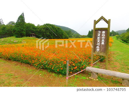 Cosmos in full bloom Autumn cherry blossoms Cosmos in full bloom Autumn cherry blossoms 103748705
