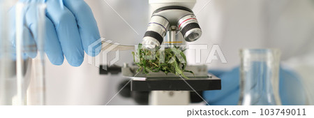 Chemist examining dry marijuana leaves under microscope in laboratory closeup 103749011