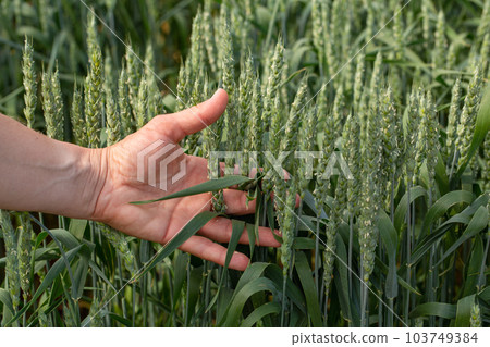 Hand farmer is touching ears of wheat on field in sun, inspecting her harvest. Agricultural business. 103749384