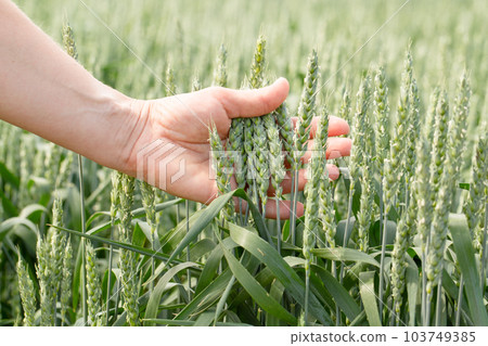 Hand farmer is touching ears of wheat on field in sun, inspecting her harvest. Agricultural business. Hand farmer is touching ears of wheat on field in sun, inspecting her harvest. Agricultural business. 103749385