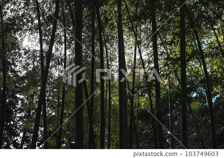 樹木幾乎不漏水的一天 樹木幾乎不漏水的一天 103749603