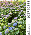 Hydrangea flowers growing in clusters during the rainy season 103749863