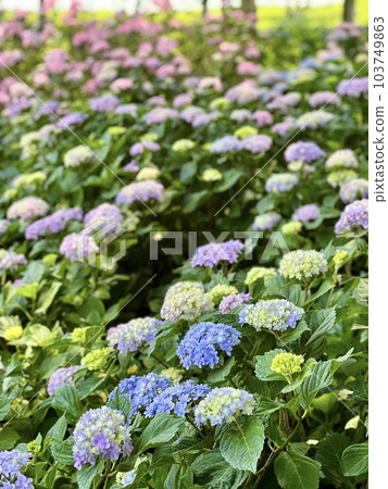 Hydrangea flowers growing in clusters during the rainy season 103749863