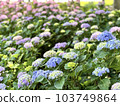 Hydrangea flowers growing in clusters during the rainy season 103749864