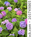 Hydrangea flowers growing in clusters during the rainy season 103749865