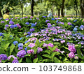 Hydrangea flowers growing in clusters during the rainy season 103749868