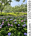 Hydrangea flowers growing in clusters during the rainy season 103749869